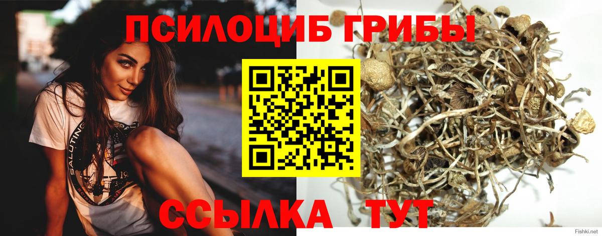 Муравленко  Галлюциногенные грибы Cubensis  Вход с VPN 